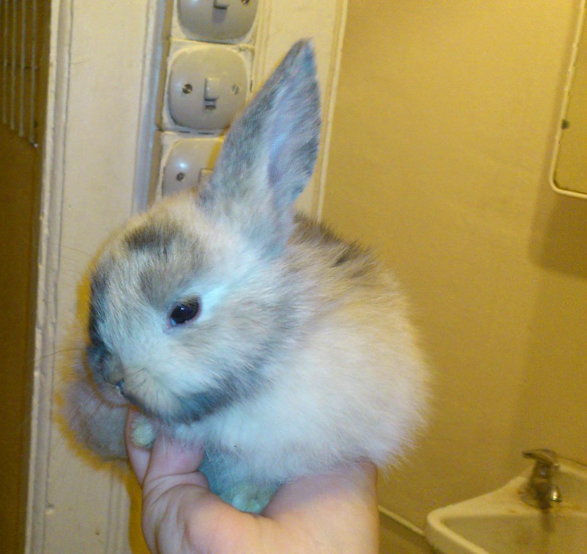 Kanin † Vaks † billede 13