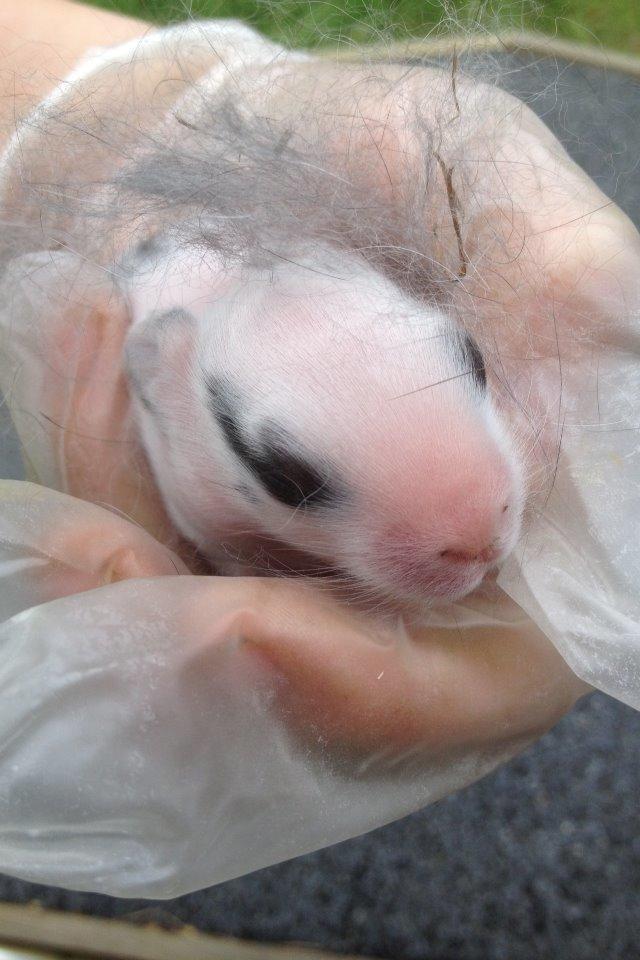 Kanin Bybjærggårdens Snehvide billede 1