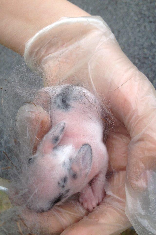 Kanin Bybjærggårdens Snehvide billede 2