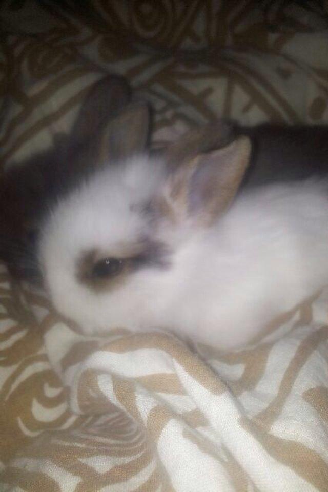 Kanin Bybjærggårdens Snehvide billede 3