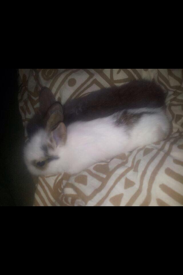 Kanin Bybjærggårdens Snehvide billede 4