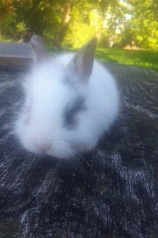 Kanin Bybjærggårdens Snehvide billede 5