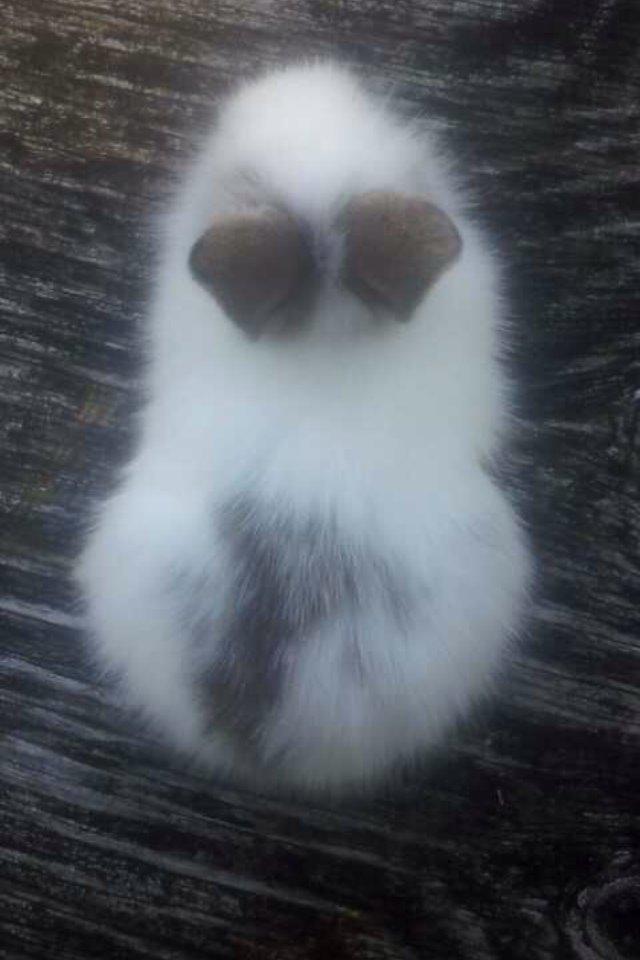 Kanin Bybjærggårdens Snehvide billede 6