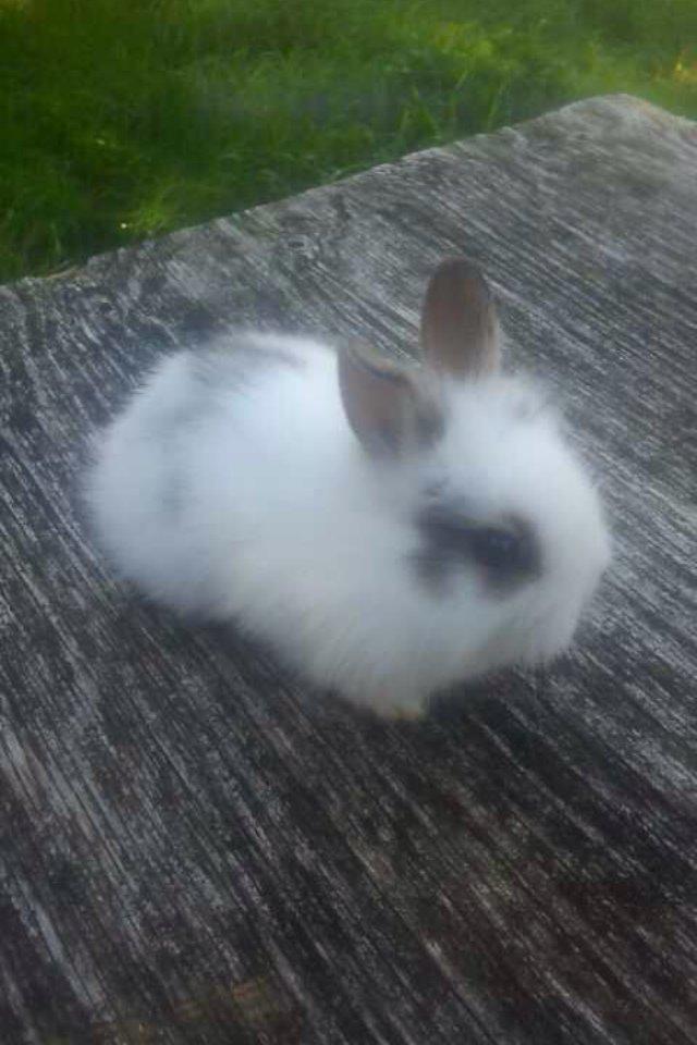 Kanin Bybjærggårdens Snehvide billede 7