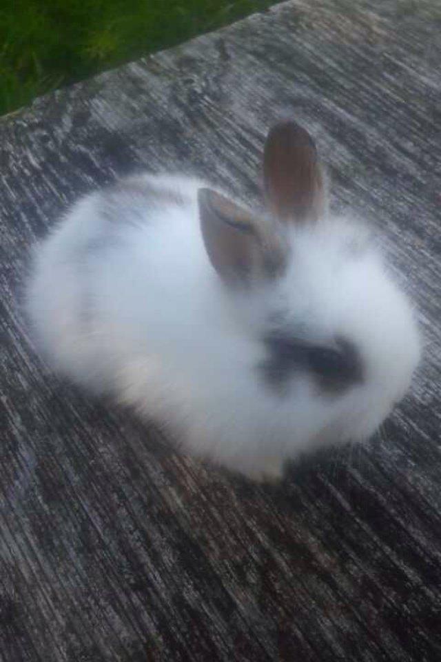 Kanin Bybjærggårdens Snehvide billede 8