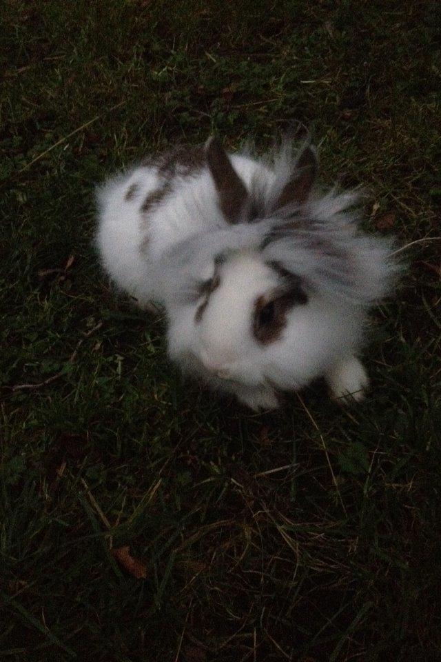 Kanin Bybjærggårdens Snehvide billede 9