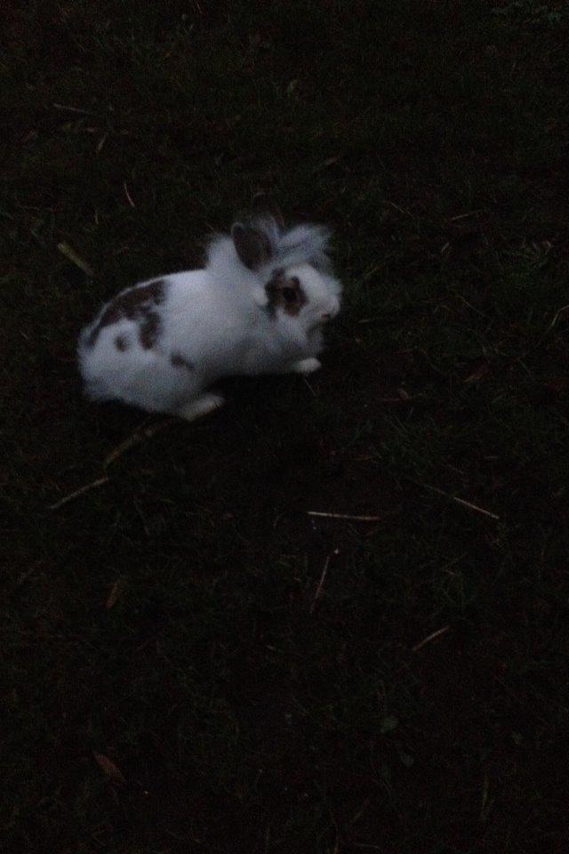 Kanin Bybjærggårdens Snehvide billede 10