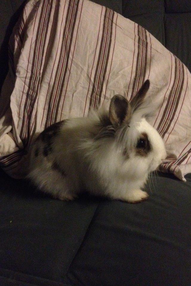 Kanin Bybjærggårdens Snehvide billede 11