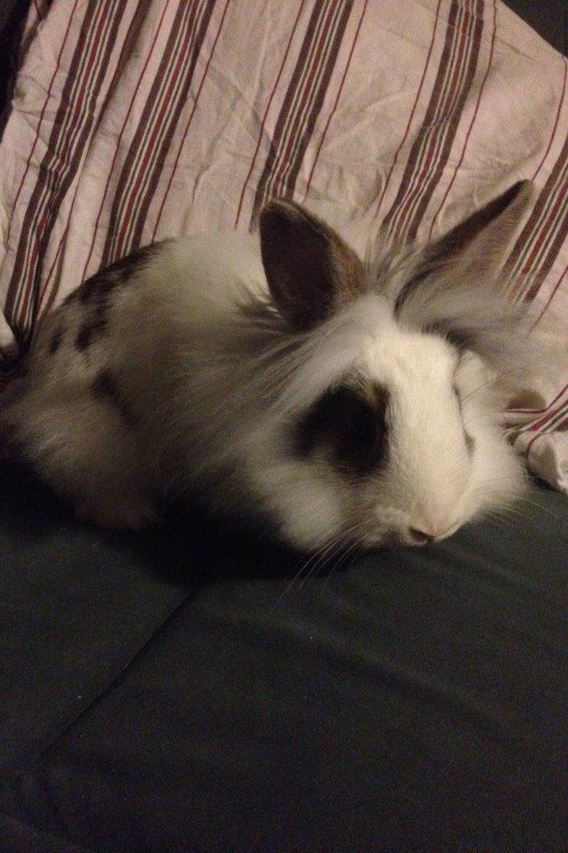 Kanin Bybjærggårdens Snehvide billede 12