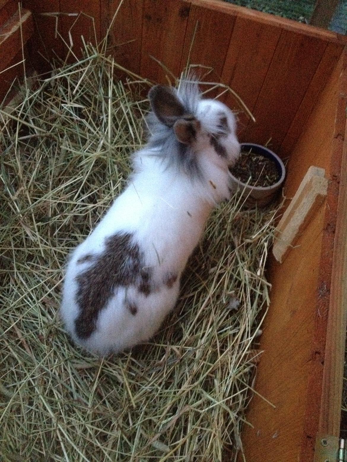 Kanin Bybjærggårdens Snehvide billede 13