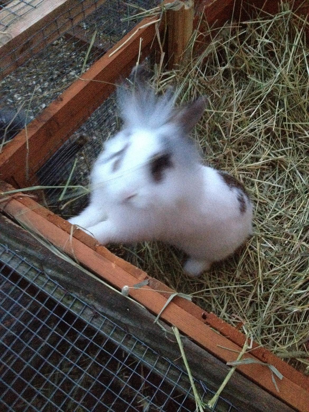 Kanin Bybjærggårdens Snehvide billede 14