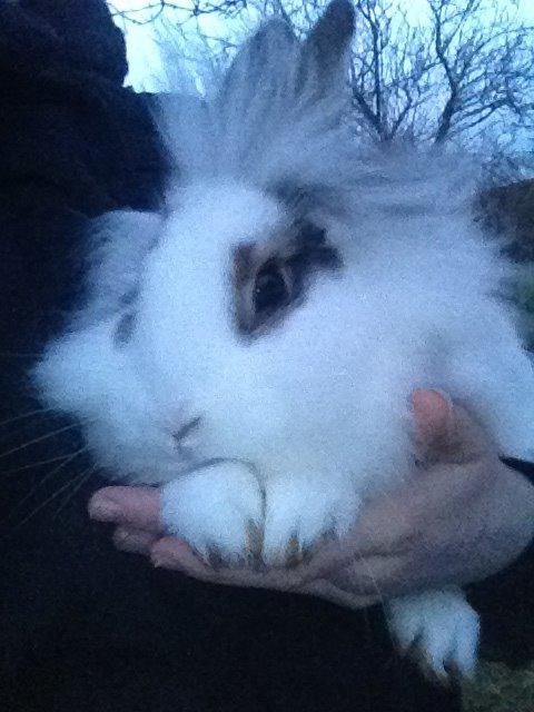 Kanin Bybjærggårdens Snehvide billede 15