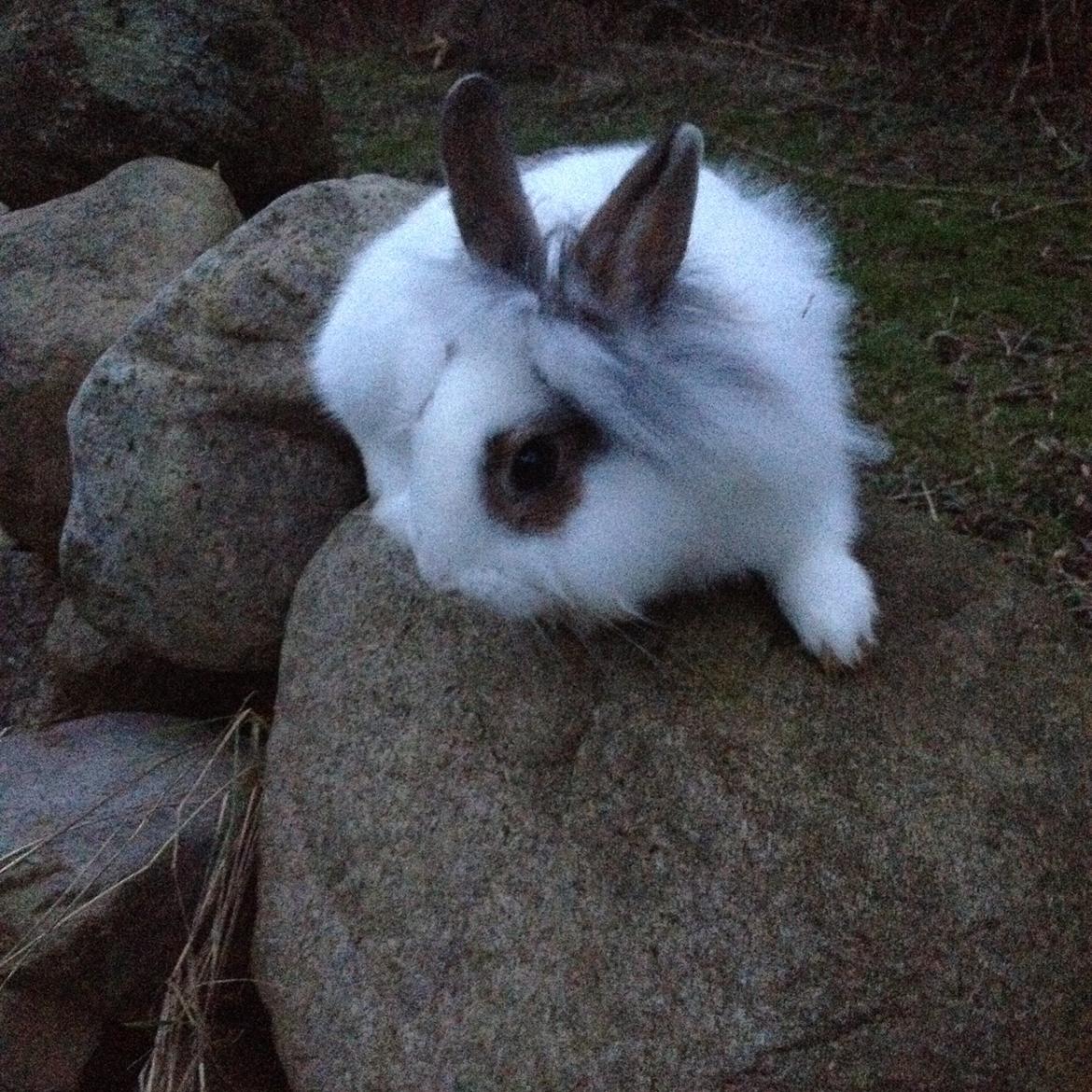 Kanin Bybjærggårdens Snehvide billede 16