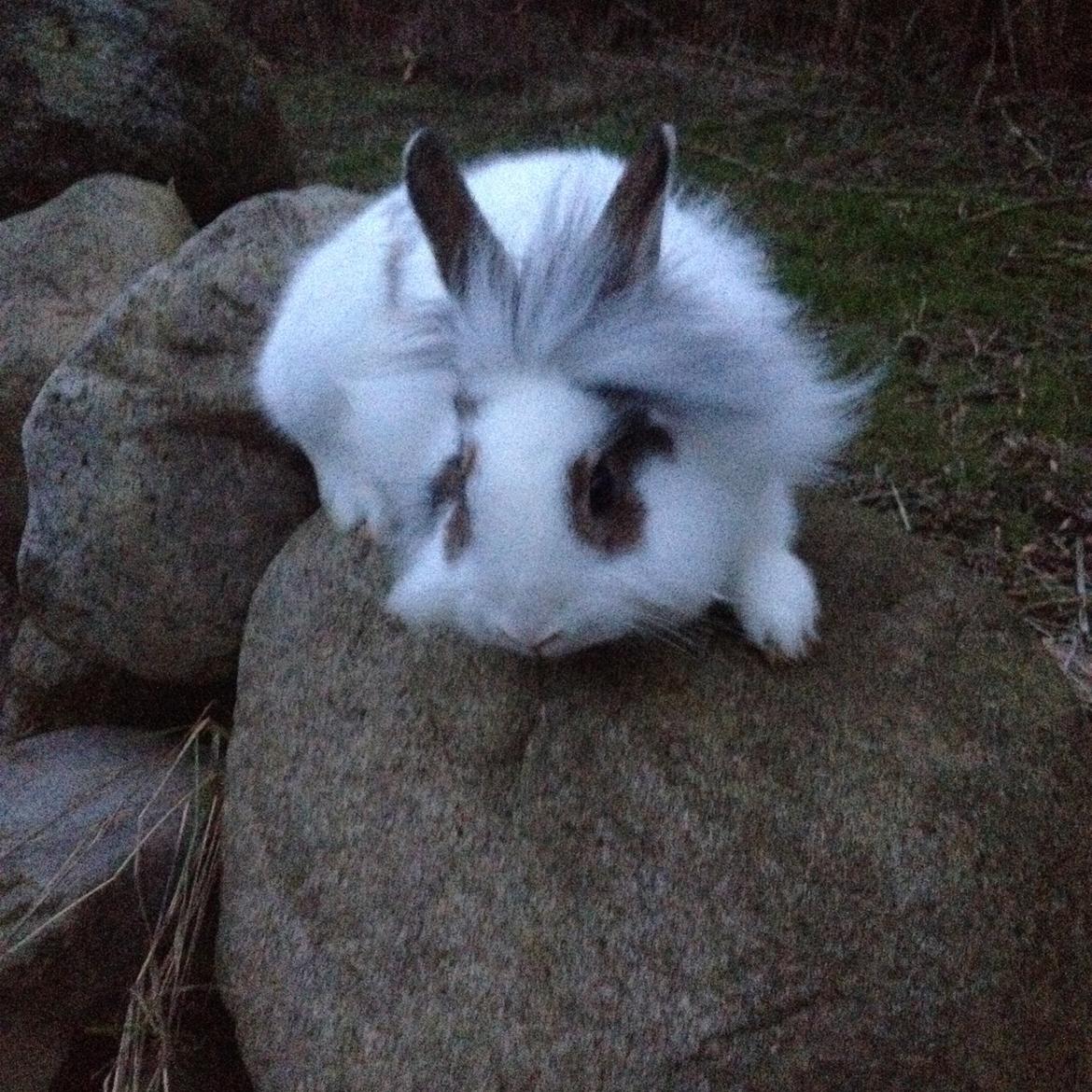 Kanin Bybjærggårdens Snehvide billede 17