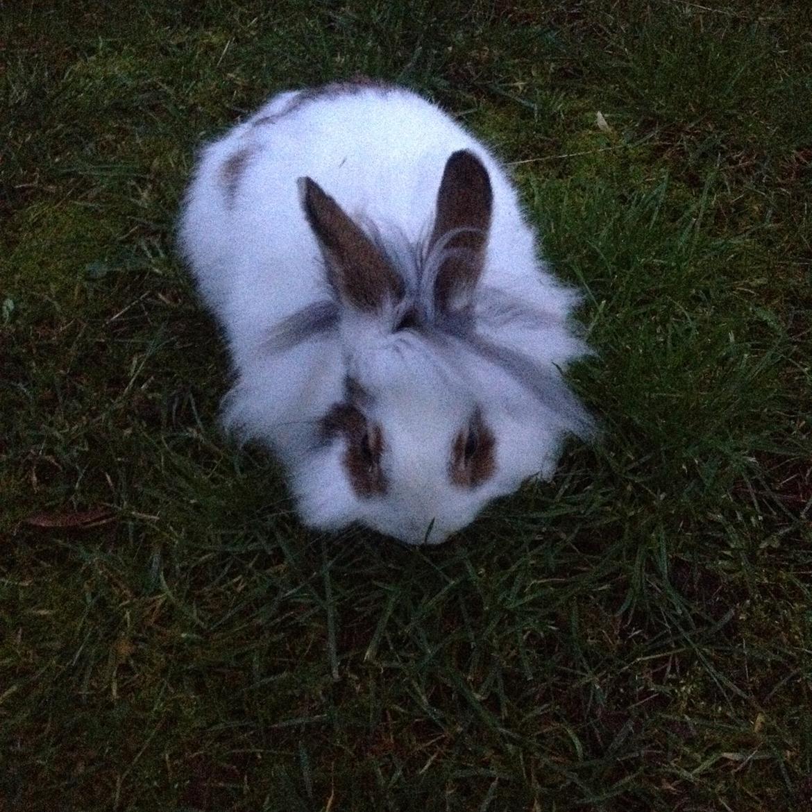 Kanin Bybjærggårdens Snehvide billede 18