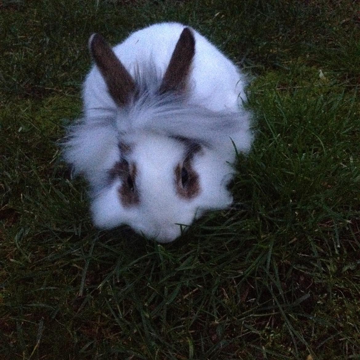 Kanin Bybjærggårdens Snehvide billede 19