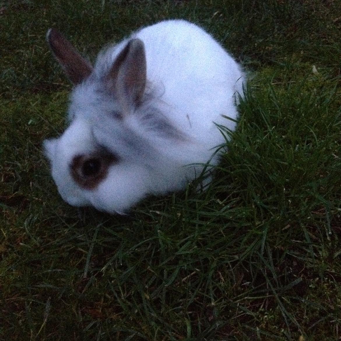 Kanin Bybjærggårdens Snehvide billede 20