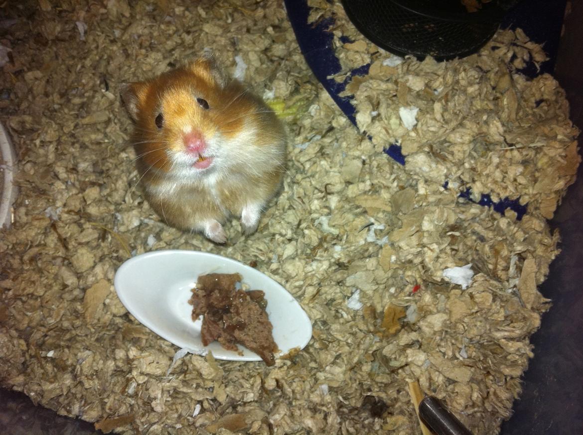 Hamster Sofus - Kommer der mere mad ? billede 1