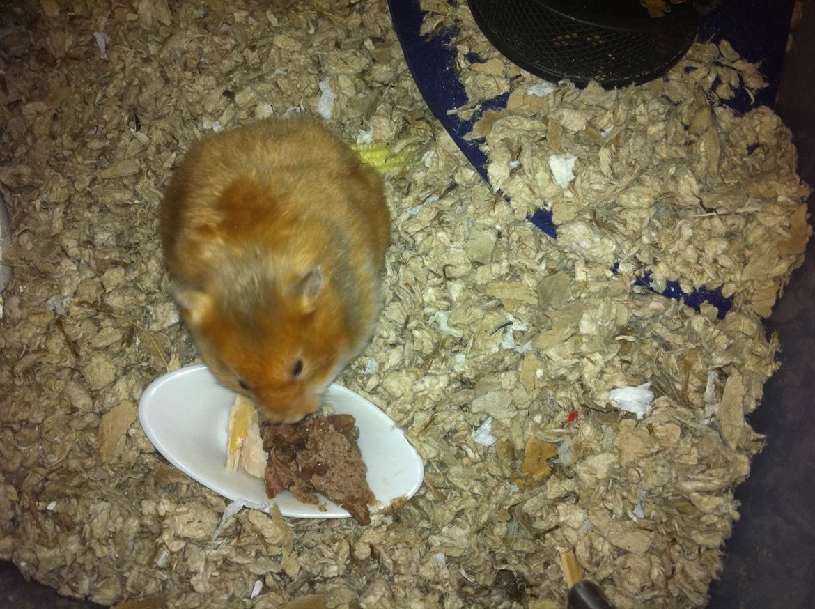 Hamster Sofus billede 2