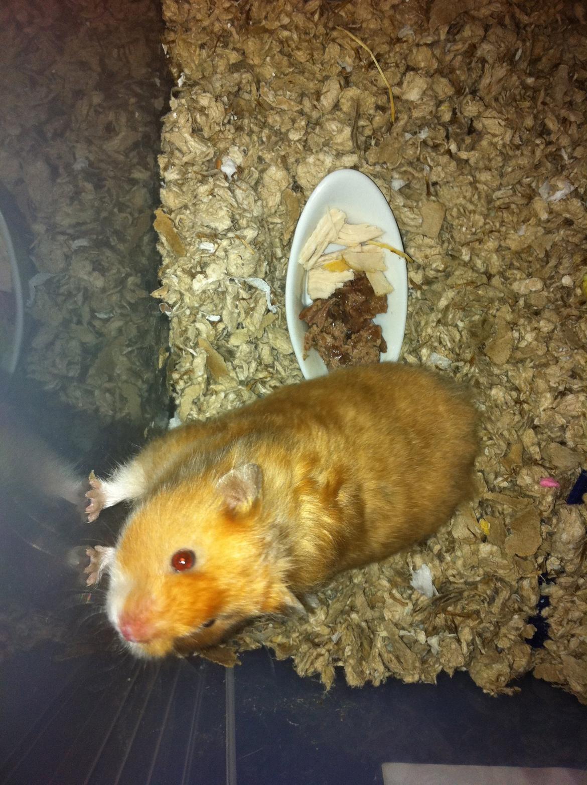 Hamster Sofus - Mere ? billede 3