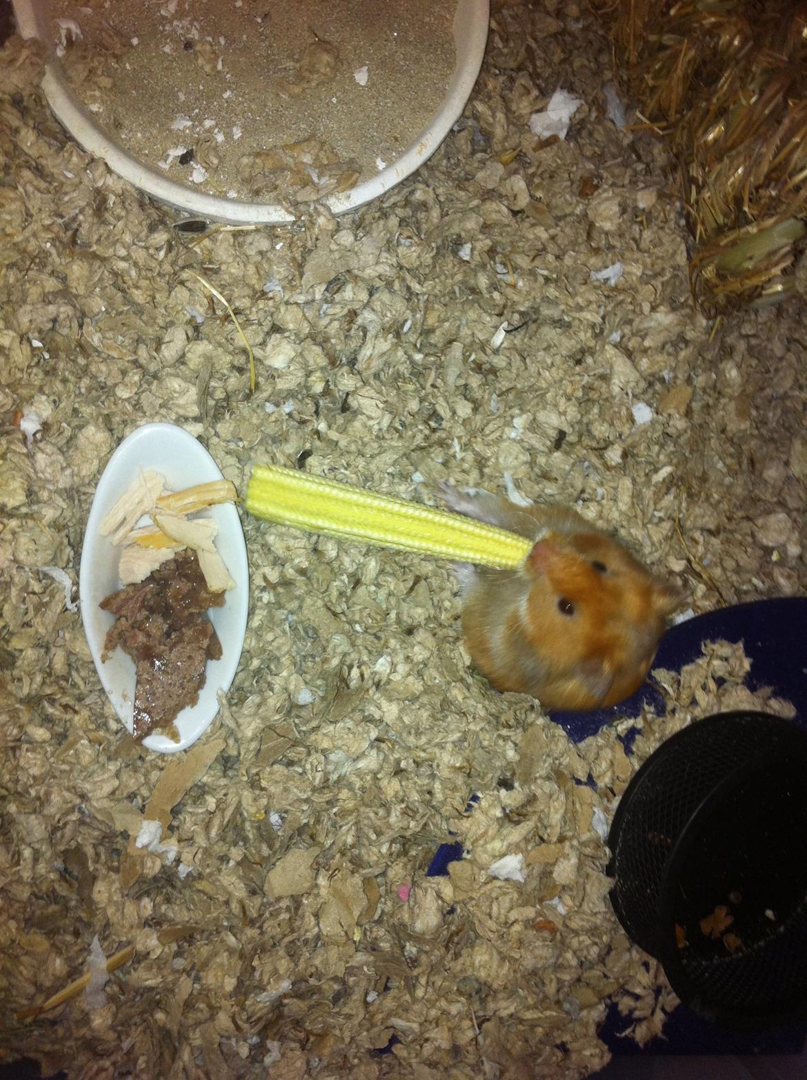 Hamster Sofus - Liiiidt for stort til kindposerne :) billede 4
