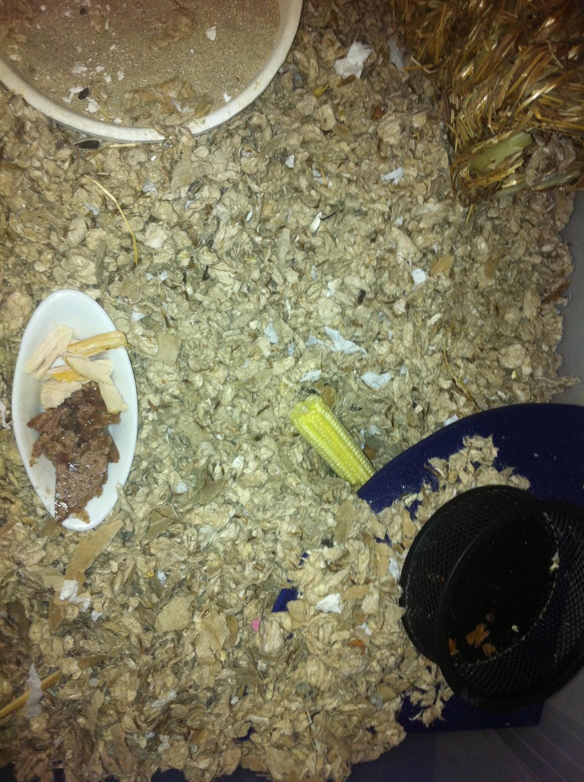 Hamster Sofus - Godt på vej ned i hulen.. billede 5