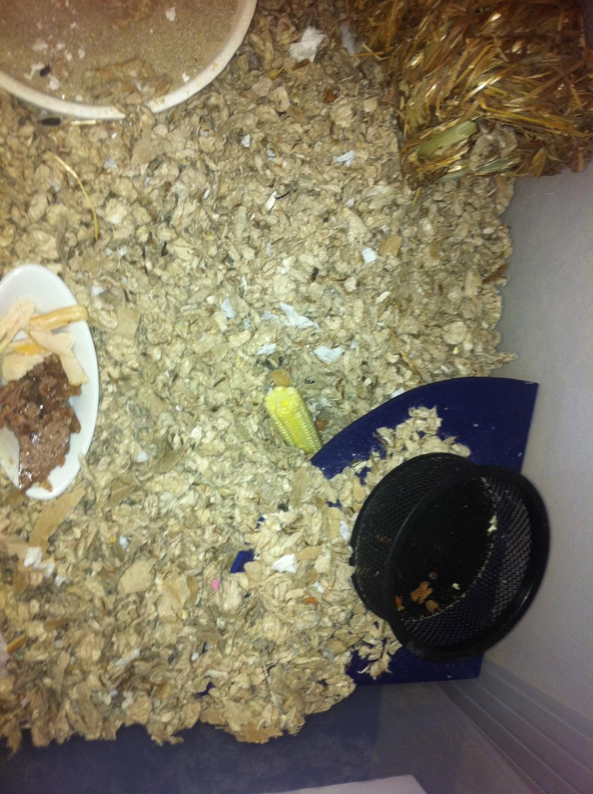 Hamster Sofus - Så er vi der næsten.. billede 6