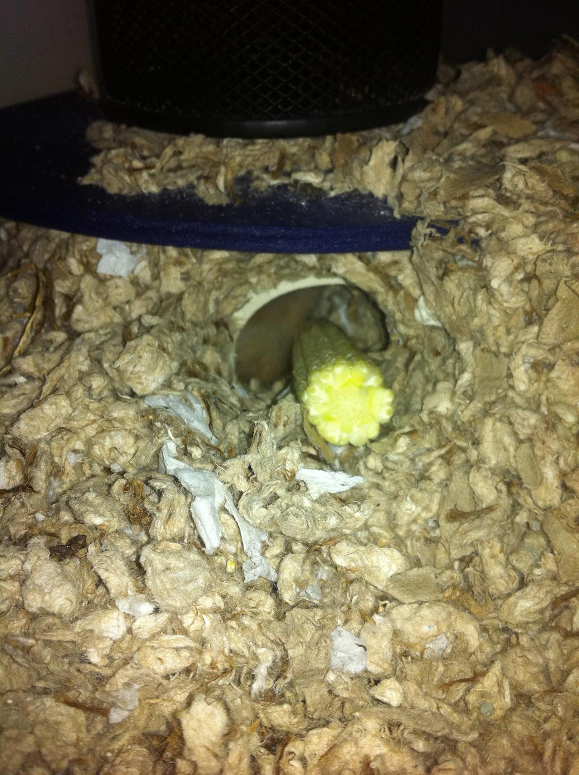 Hamster Sofus - Bare et par cm til, så er den helt nede i den store hule.. God motion det her :D billede 7