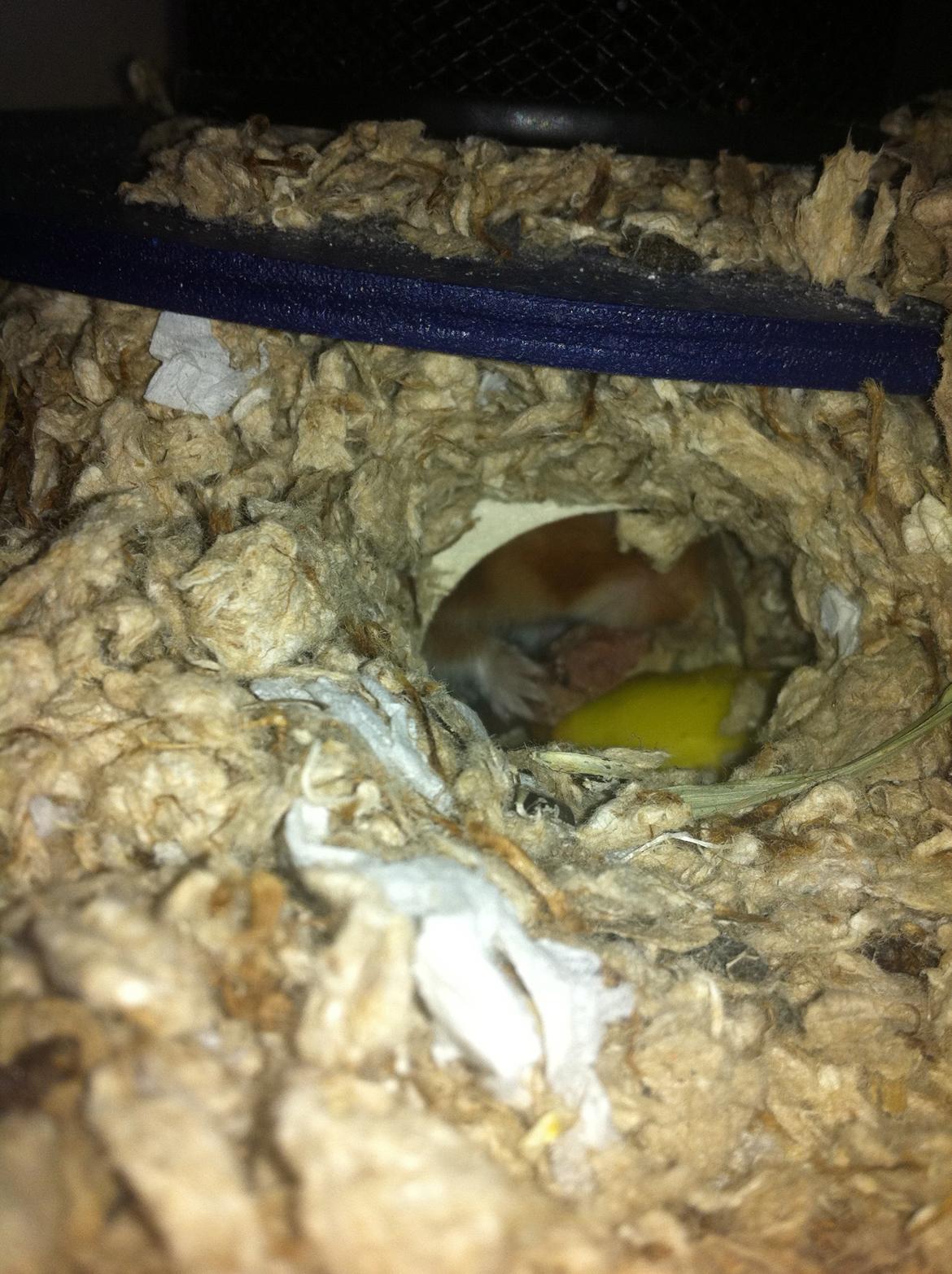 Hamster Sofus - Og endelig inde :) billede 8