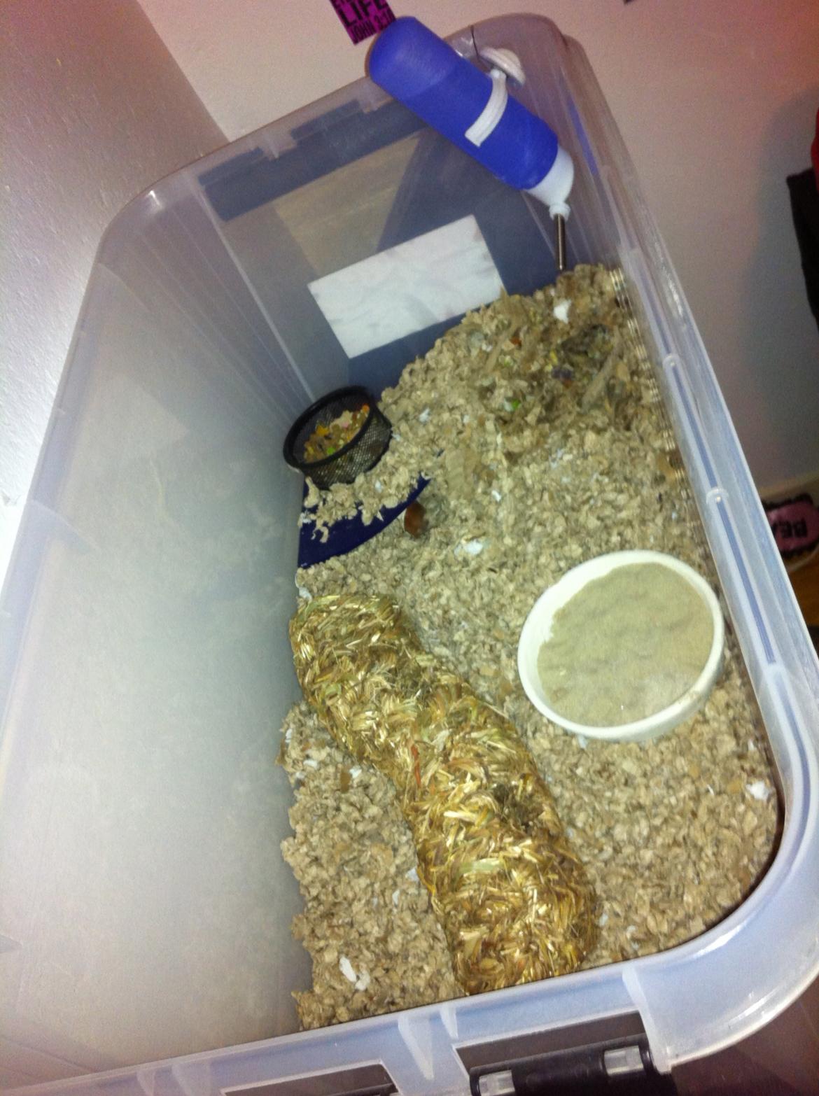 Hamster Sofus - Buret hamsteren er i under rengøring ol. :) billede 9