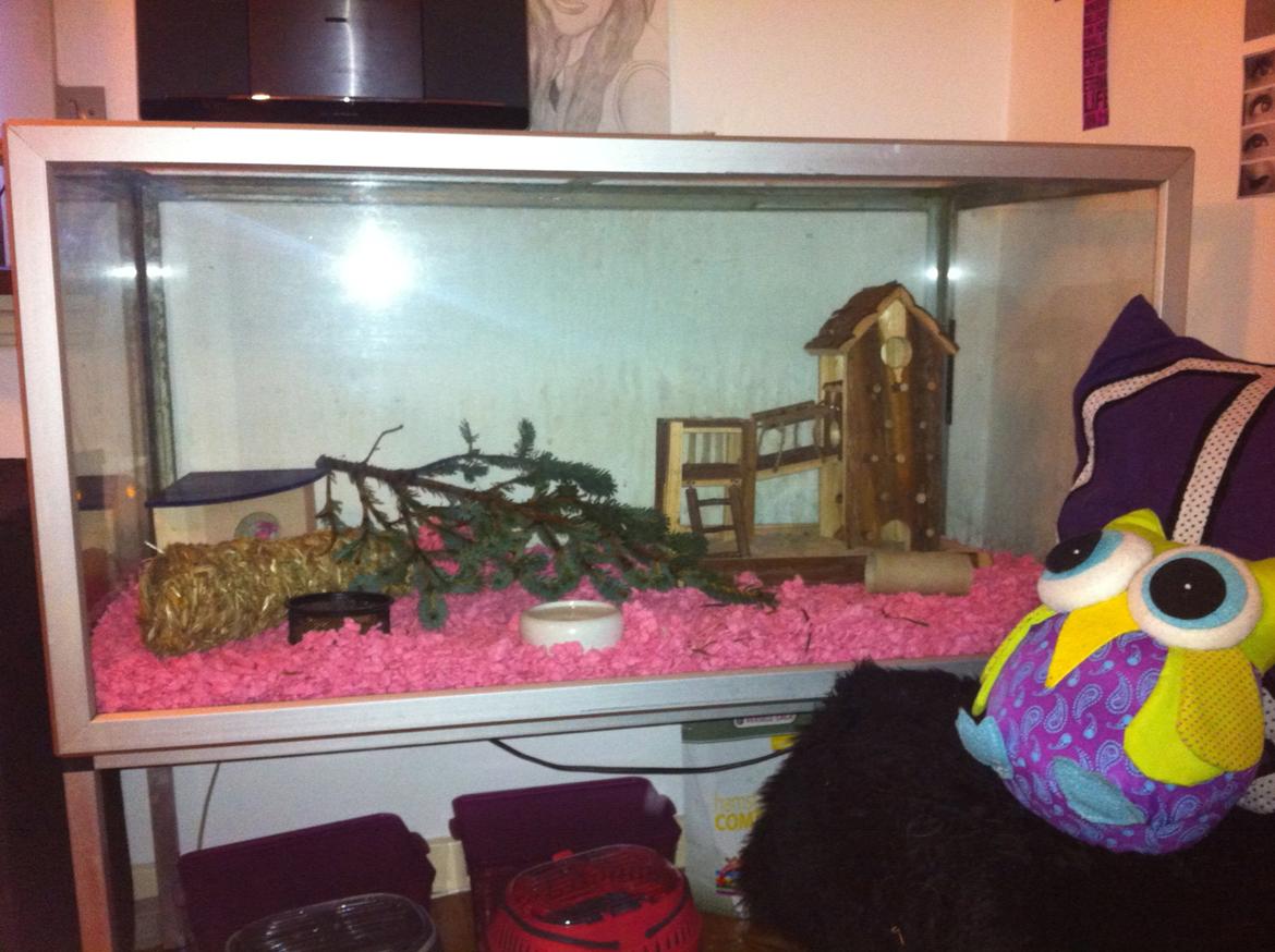 Hamster Sofus - Det store bur sådan som det sær ud lige nu. Buret bliver dog lavet om, om ganske få timer :) billede 10
