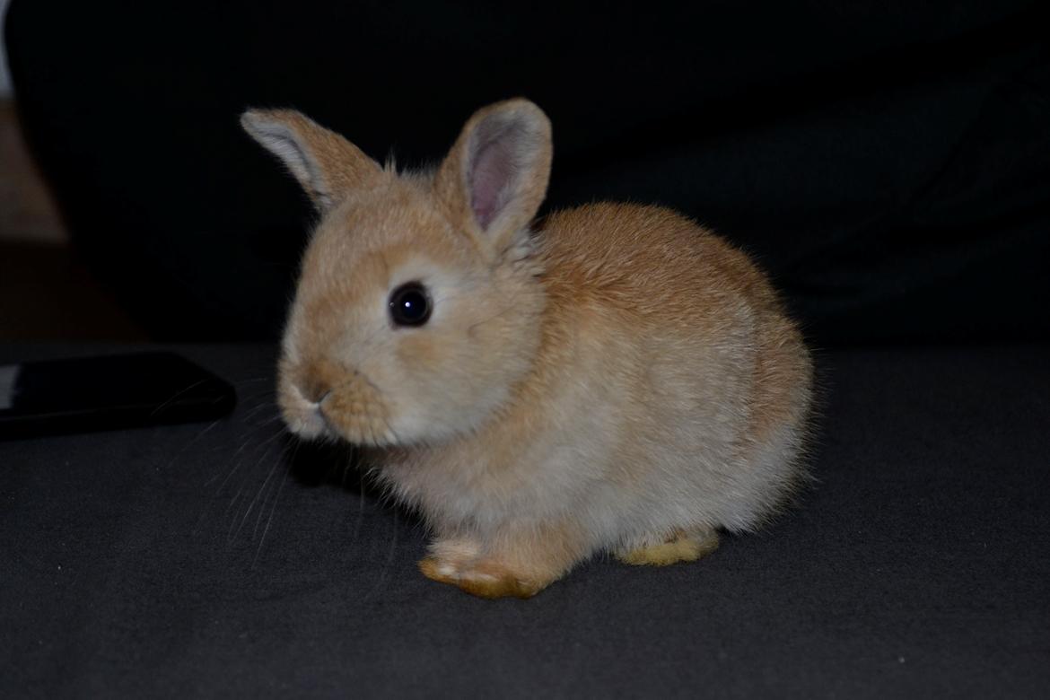Kanin Fister billede 8