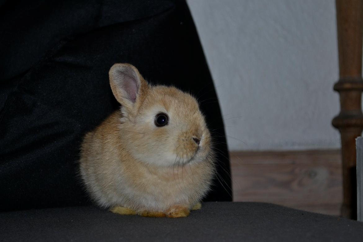 Kanin Fister billede 5