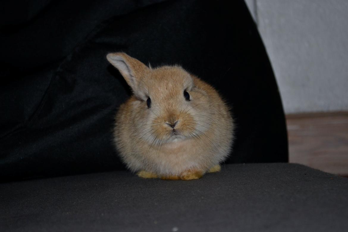 Kanin Fister - Fister étøre billede 1