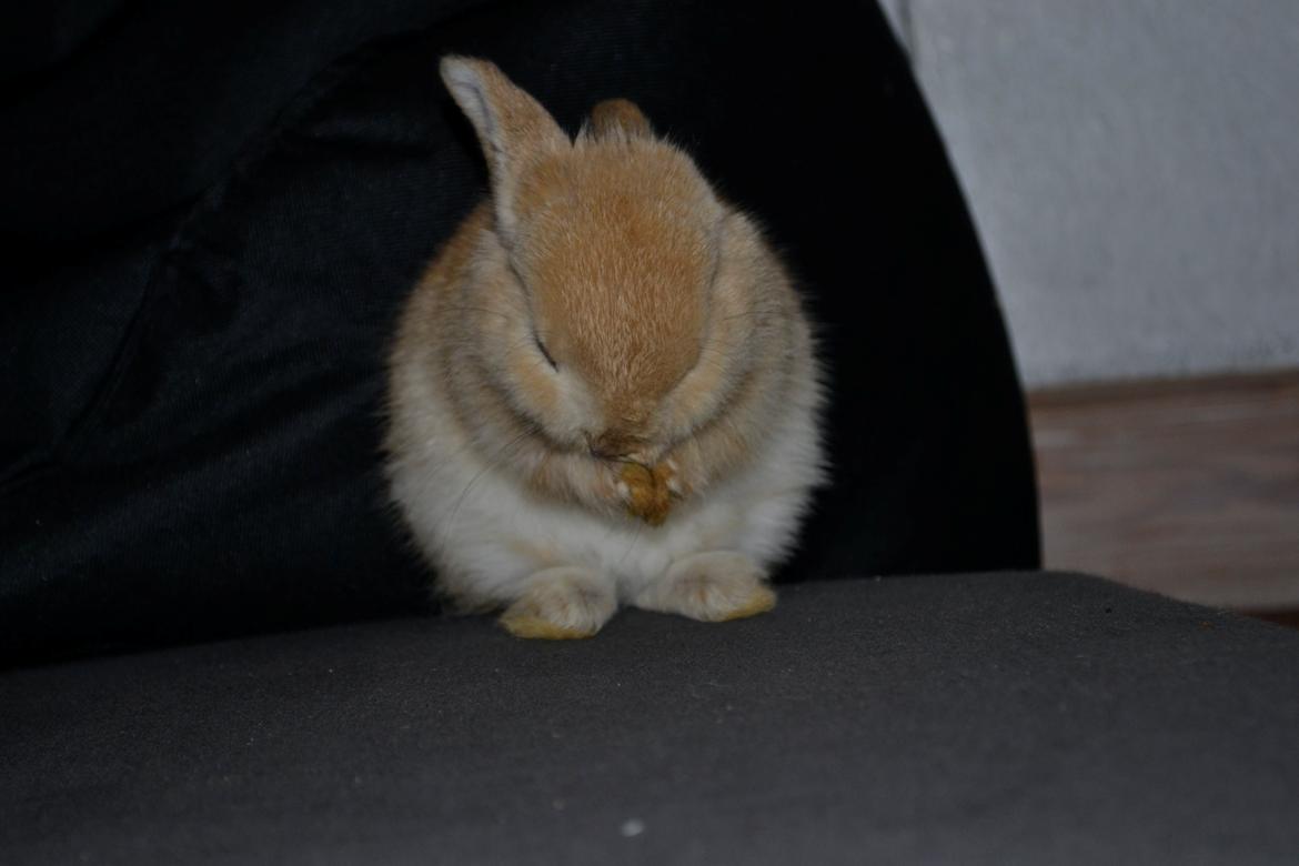 Kanin Fister - "Vaske vaske vaske" billede 9