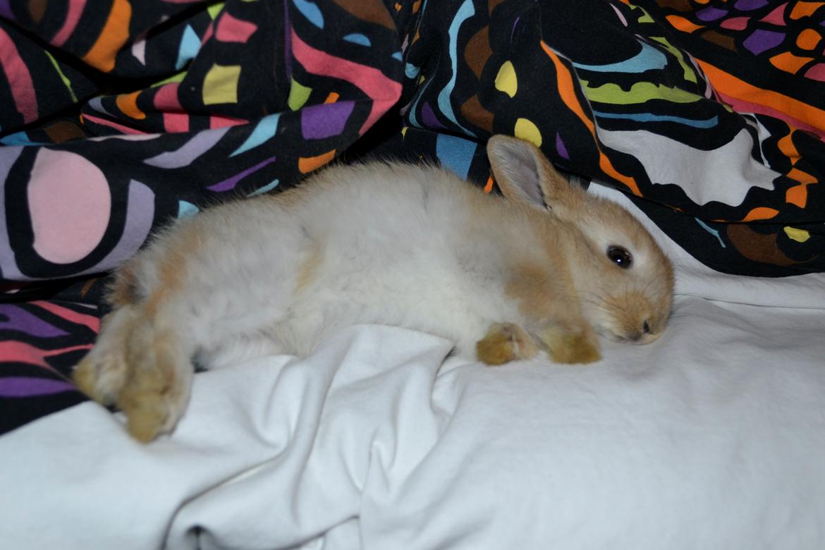 Kanin Fister - ZZZzzzZZZzzzZZ billede 10