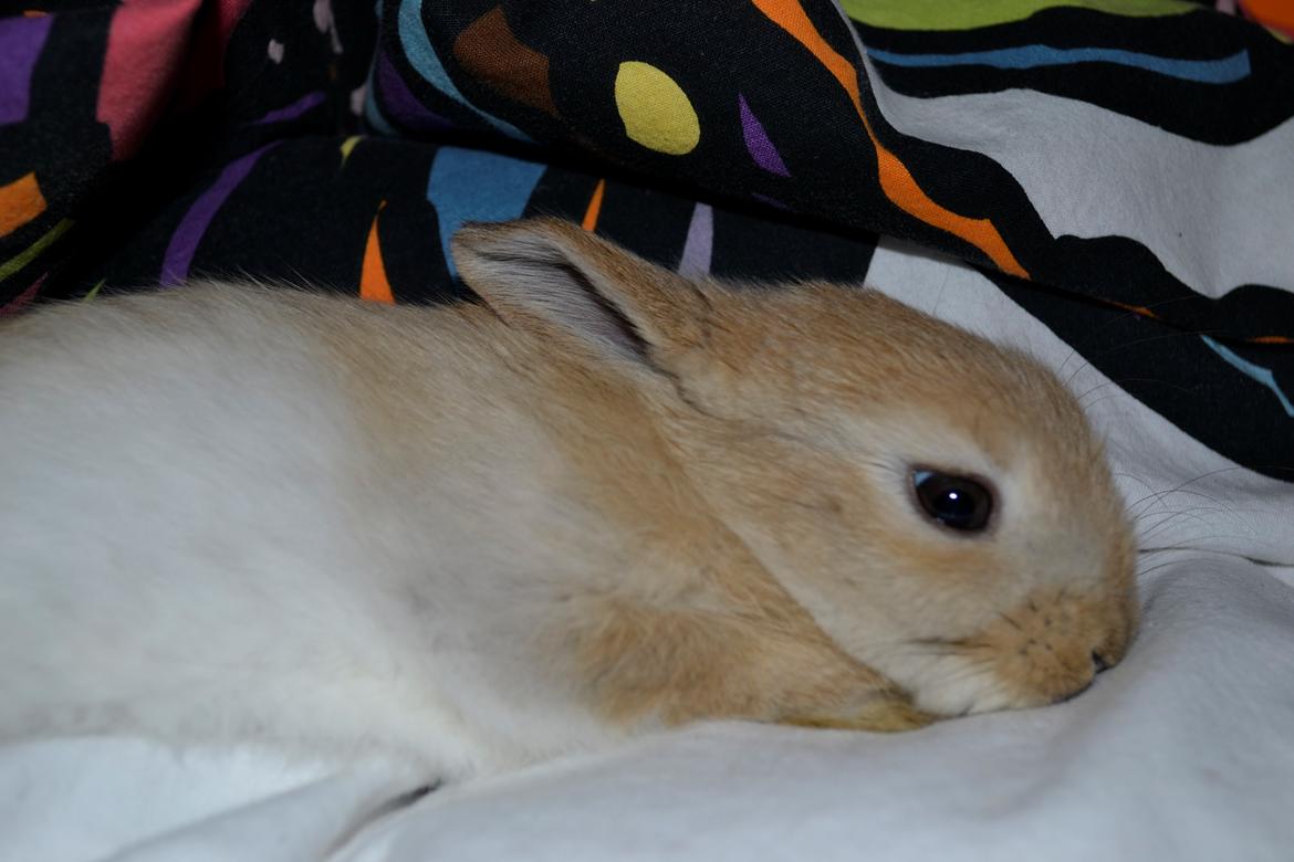 Kanin Fister - Puttegris billede 11