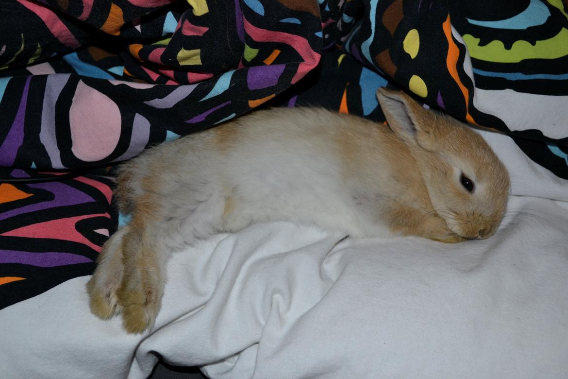 Kanin Fister billede 12