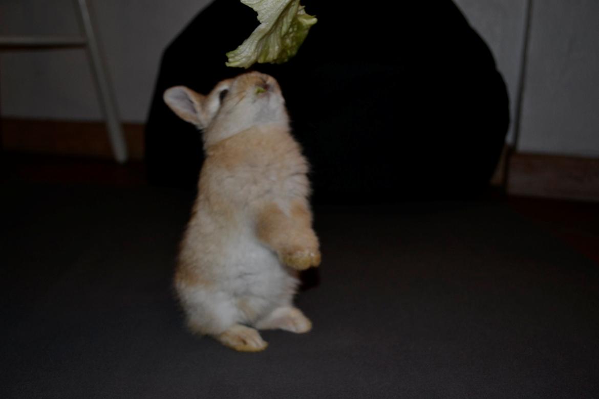 Kanin Fister - "Ikke så højt, kan jo ikke nå" billede 13