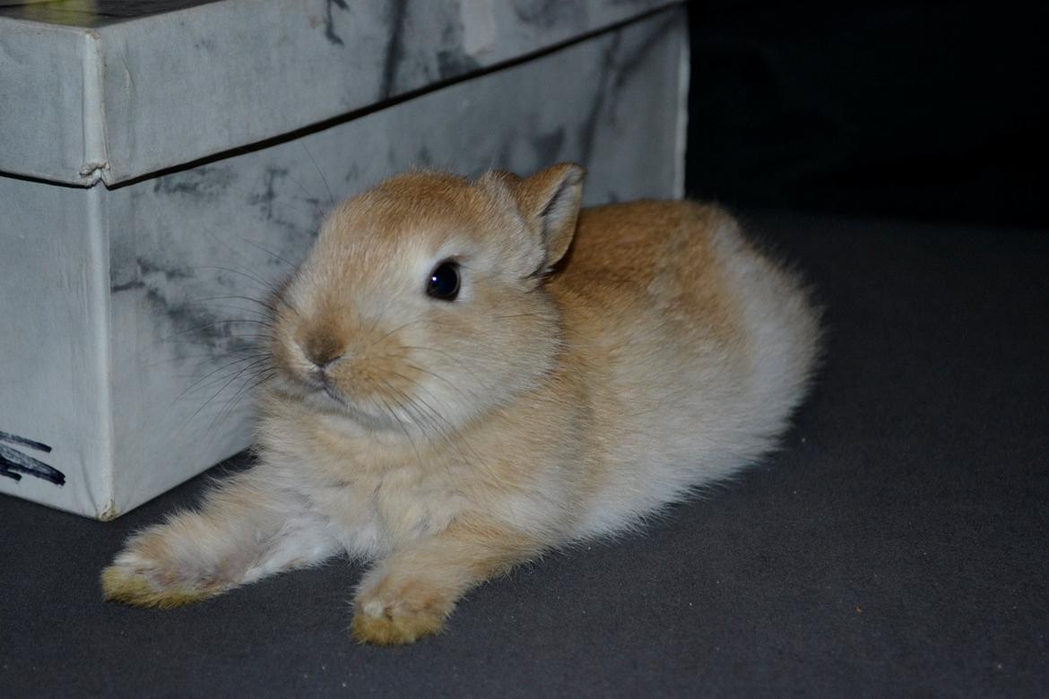 Kanin Fister - Dræberblikket... billede 14