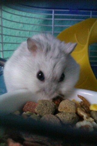 Dværghamster | Molly - :-) billede 4