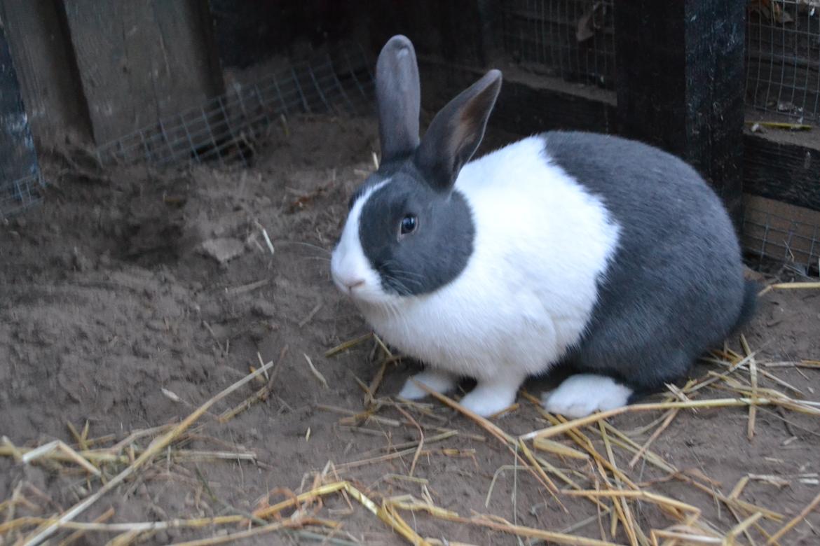 Kanin Oliver - Her er jeg i mit nye kaninanlæg :) billede 12