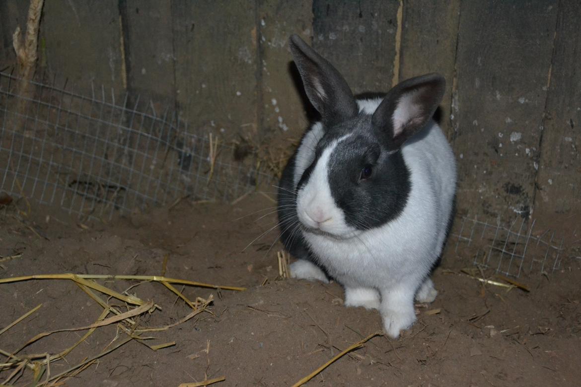 Kanin Oliver billede 13