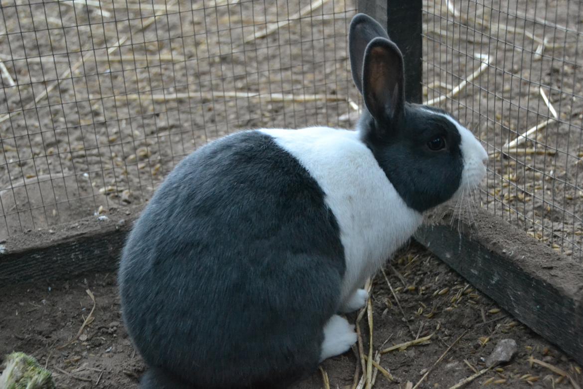 Kanin Oliver - Kan jeg mon komme ud? billede 14