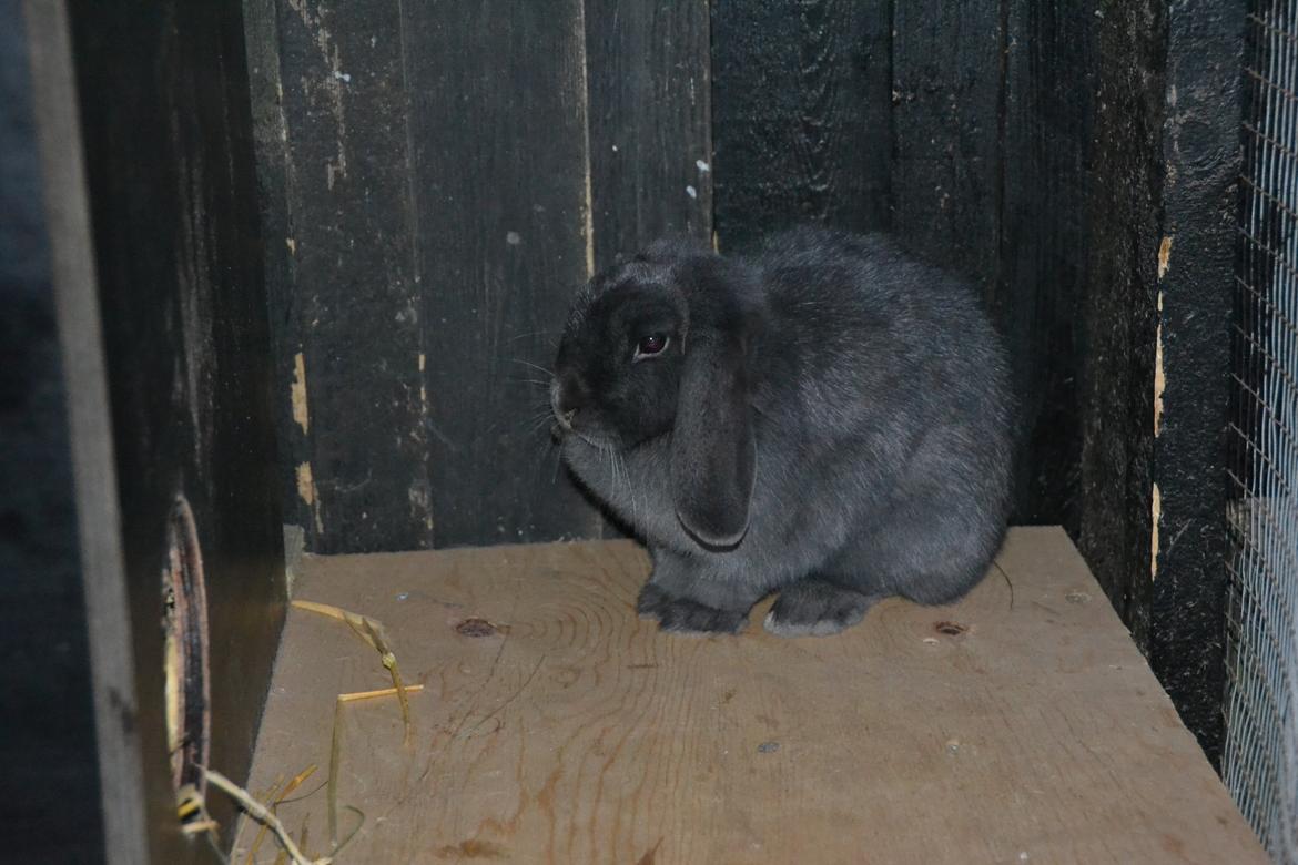 Kanin Egemosgårds Misty - Misty januar 2014, hun ser lidt gnaven ud ;) billede 9