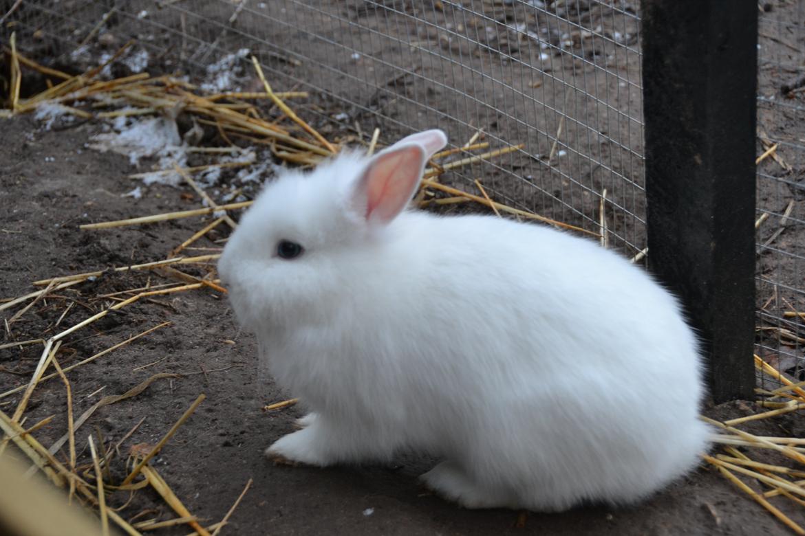 Kanin Björk *Den lille hvide* - Velkommen til Björks profil. billede 1