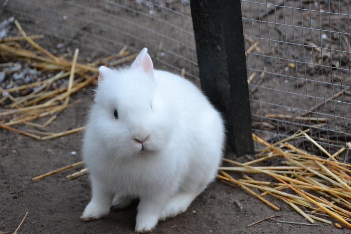 Kanin Björk *Den lille hvide* - Så kommer der vind i håret ;) billede 3