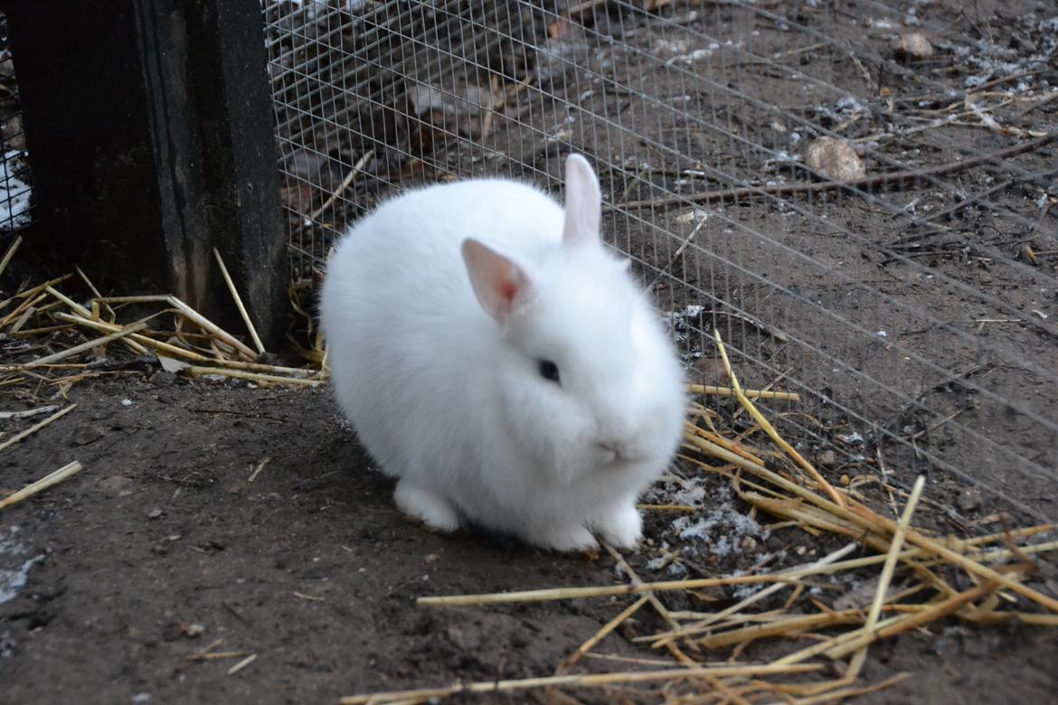 Kanin Björk *Den lille hvide* - møgvejr. billede 4