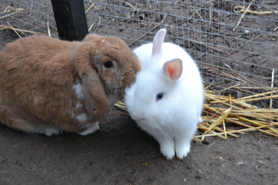 Kanin Björk *Den lille hvide* - Björk og onkel Nemo :) billede 5