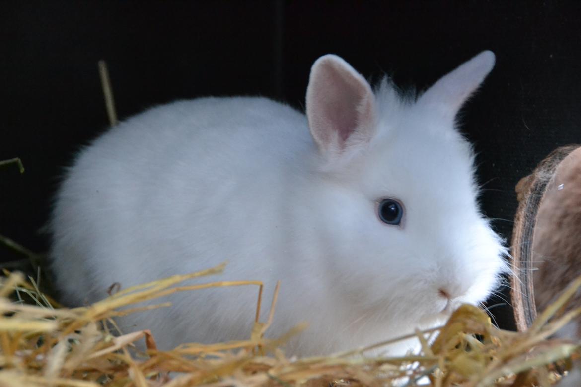 Kanin Björk *Den lille hvide* - hvor nuttet har man lov at være? billede 6